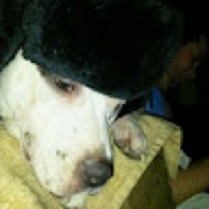 Meet your Posher, Benjamin